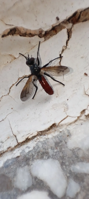 Cylindromyia bicolor