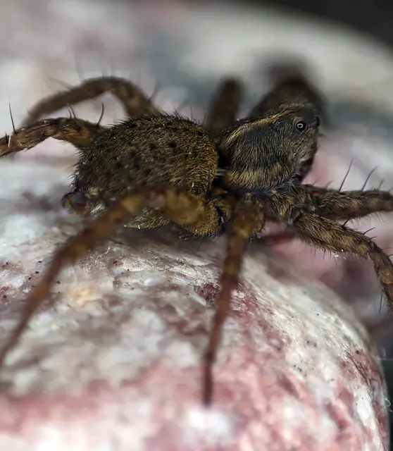 Pardosa