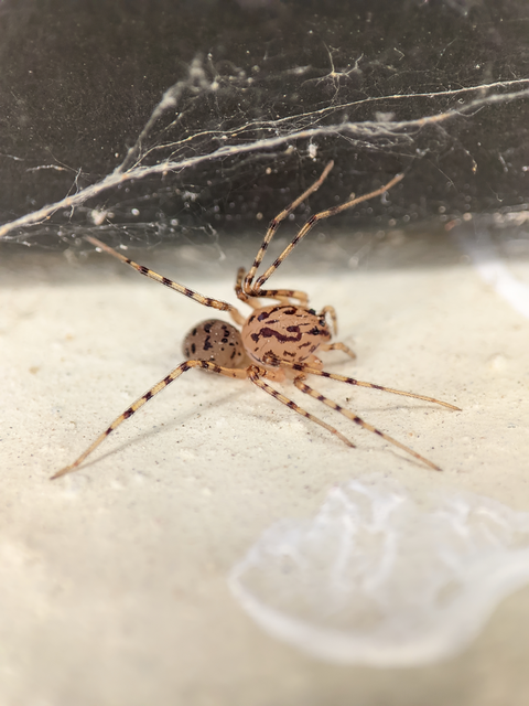 Scytodes thoracica - közönséges csupaszpók