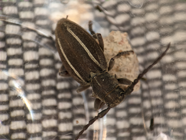 Neodorcadion bilineatum - kétsávos földicincér