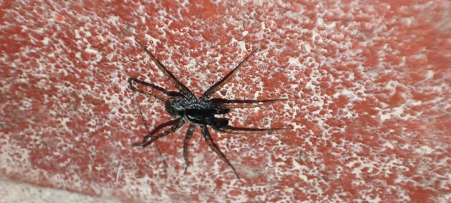 Pardosa