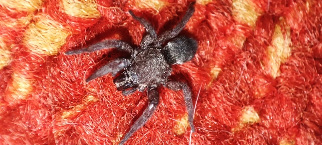 Scotophaeus