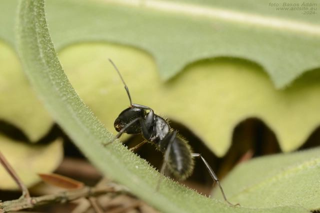 Camponotus vagus - fekete lóhangya