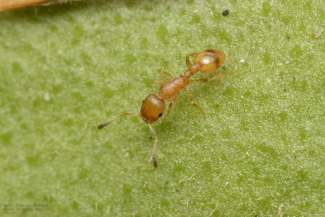 Temnothorax unifasciatus - gyűrűs kéreghangya