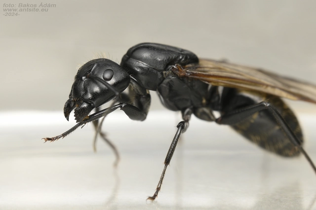 Camponotus vagus - fekete lóhangya