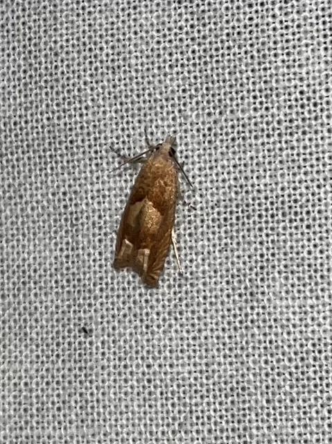 Eucosma