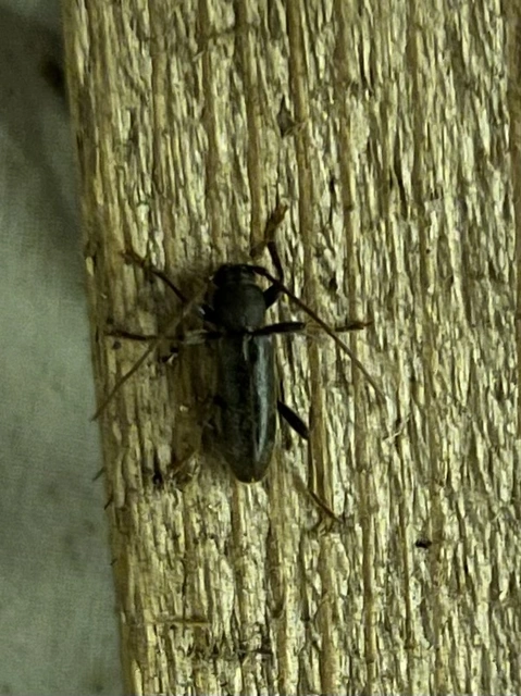 Trichoferus campestris - szállóvendég éjicincér