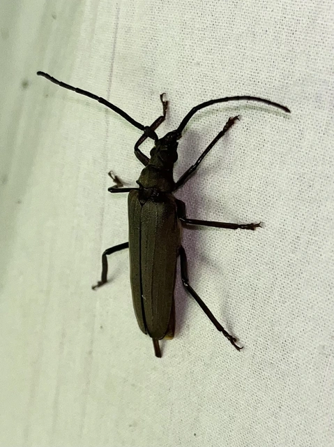 Aegosoma scabricorne - diófacincér