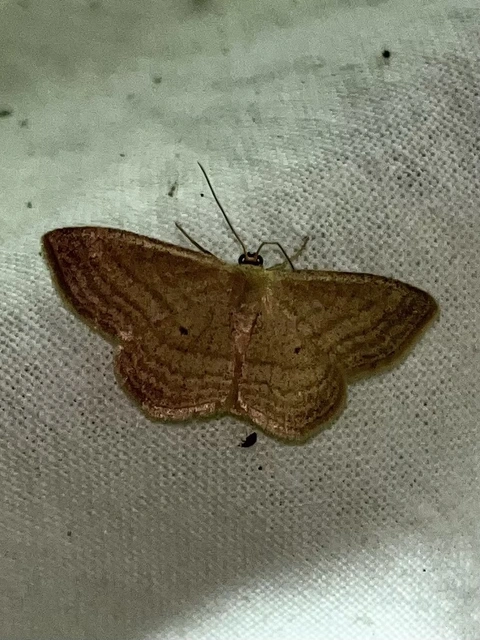 Scopula virgulata - vesszős sávosaraszoló