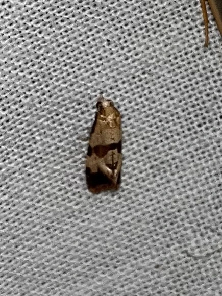 Phalonidia contractana - pipitér-fúrómoly