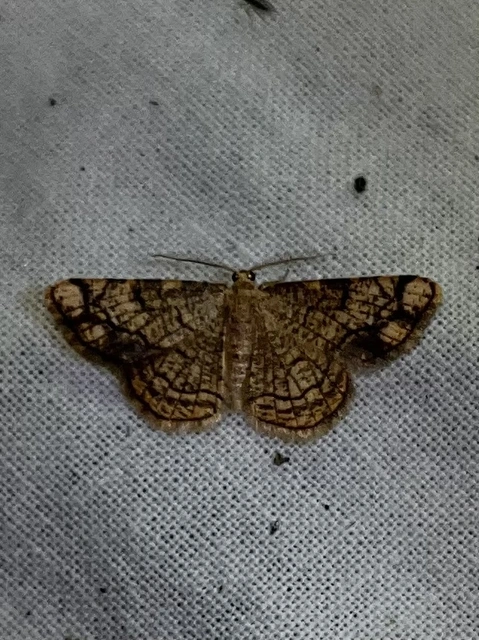 Stegania dilectaria - fehérnyár-araszoló