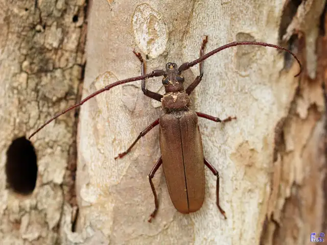 Aegosoma scabricorne - diófacincér