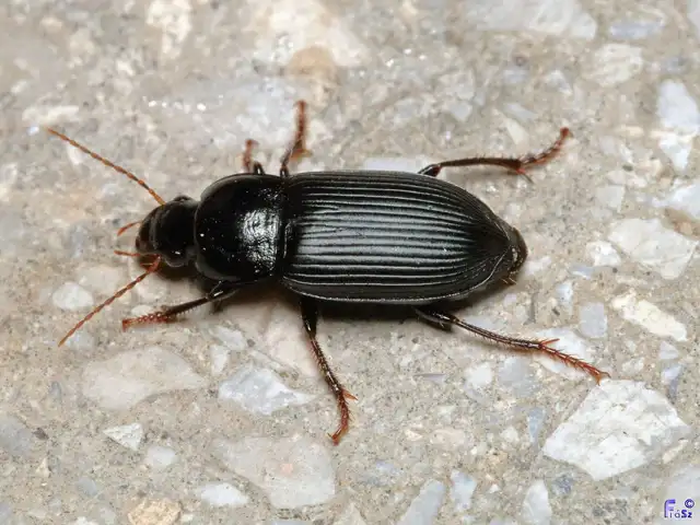 Harpalus tenebrosus - gyászos lomhafutó