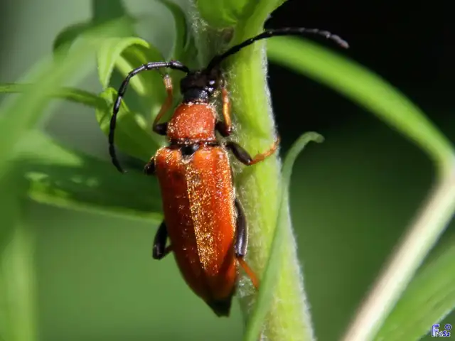 Stictoleptura rubra - vörös virágcincér