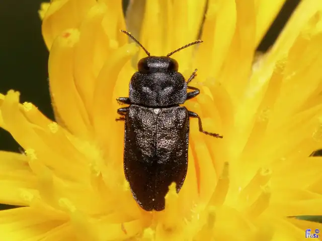 Anthaxia quadripunctata - fekete virágdíszbogár Anthaxia quadripunctata - fekete virágdíszbogár