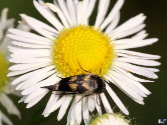 Variimorda villosa - szalagos maróka