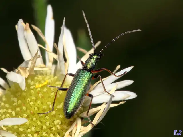 Chrysanthia geniculata - feketecsápú álcincér