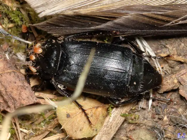 Nicrophorus humator - fekete temetőbogár