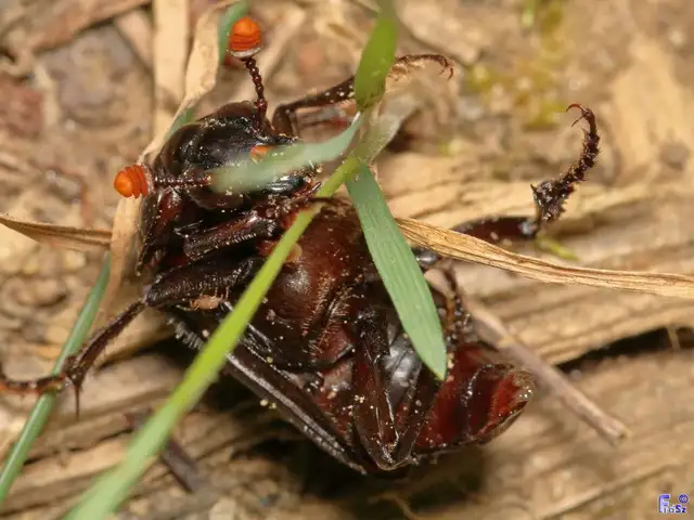 Nicrophorus humator - fekete temetőbogár