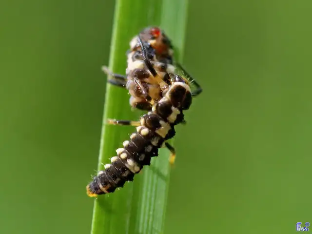 Oenopia conglobata - rózsás katica