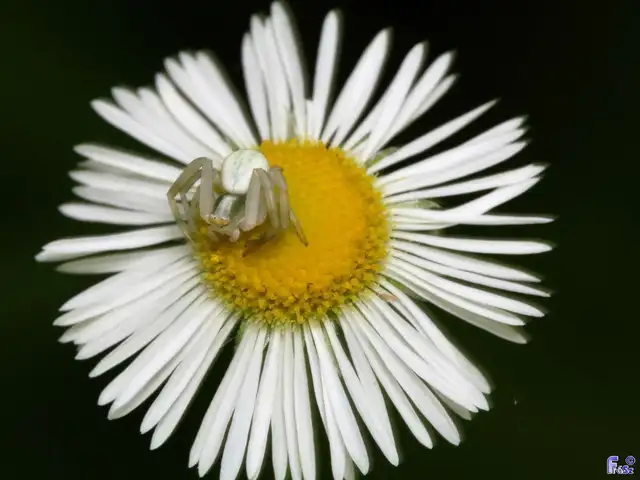Misumena vatia - viráglakó karolópók