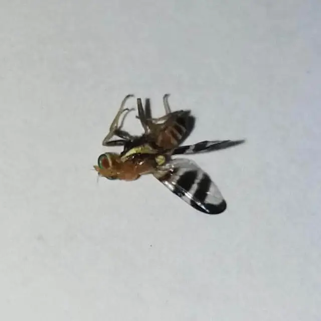 Tephritidae - fúrólégyfélék