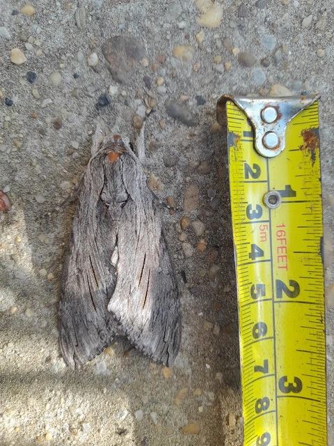Agrius convolvuli - szulákszender