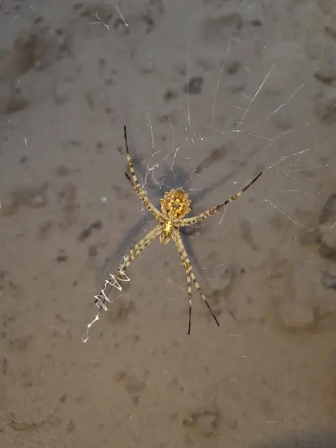 Argiope lobata - karéjos keresztespók