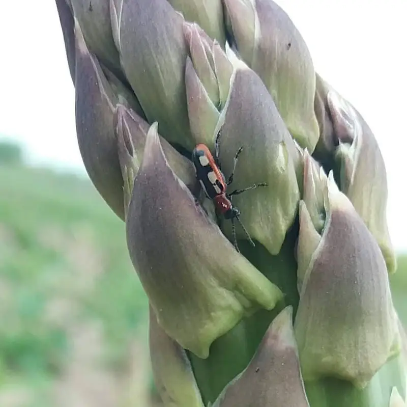 Crioceris asparagi - közönséges spárgabogár