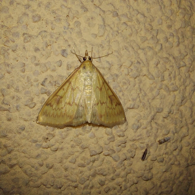 Ostrinia nubilalis - kukoricamoly
