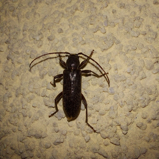 Trichoferus campestris - szállóvendég éjicincér