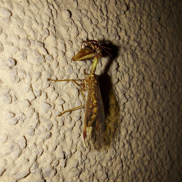 Mantispa styriaca - kétszínű fogólábú-fátyolka