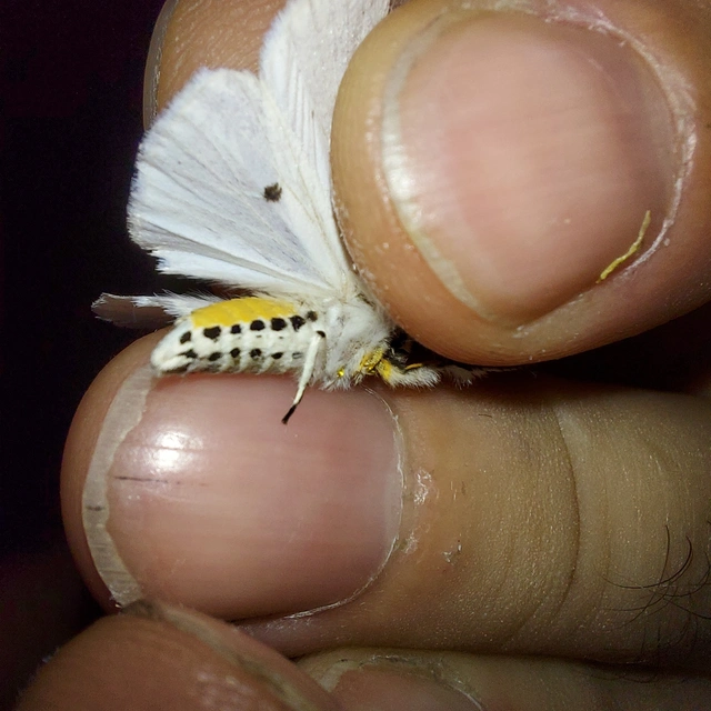 Spilosoma lubricipedum - tejszínű medvelepke