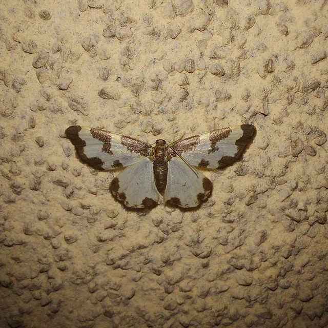 Lomaspilis marginata - szegélyes nyárfaaraszoló