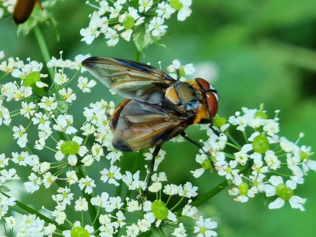 Phasia hemiptera