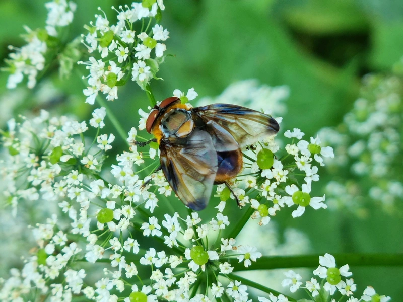 Phasia hemiptera