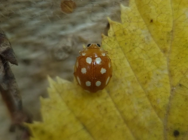 Vibidia duodecimguttata - tizenkétcseppes füsskata