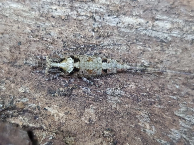 Archaeognatha - Ugróősrovarok