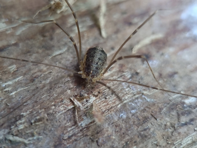Opiliones - Kaszáspókok