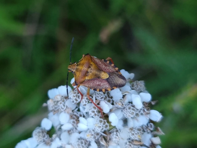 Carpocoris Carpocoris