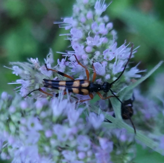 Strangalia attenuata - nyurgacincér