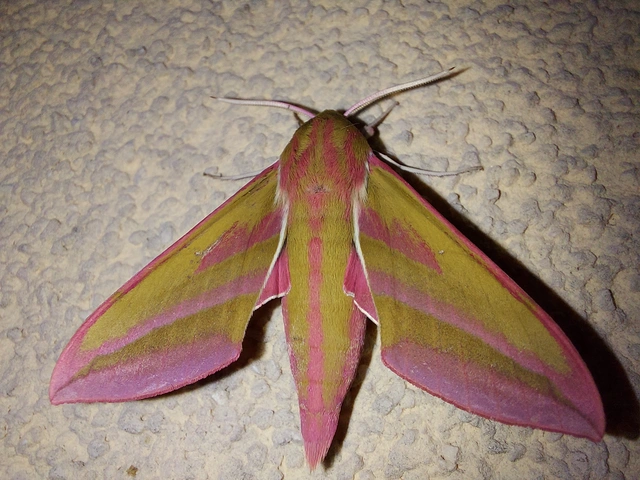 Deilephila elpenor - szőlőszender