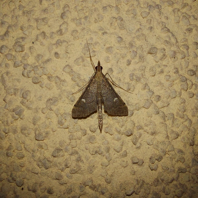 Dolicharthria punctalis - hosszúlábú tűzmoly