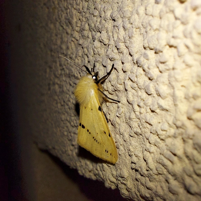 Spilarctia lutea - sárgás medvelepke