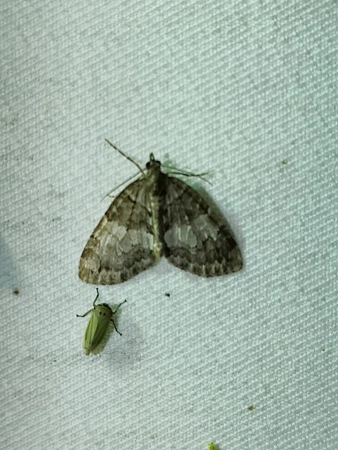 Hydriomena impluviata - égerfa-araszoló