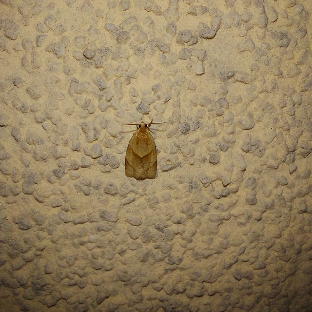 Clepsis rurinana - fakó sodrómoly