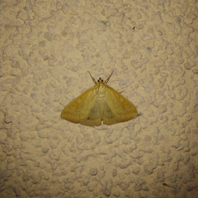 Sitochroa verticalis - világossárga dudvamoly