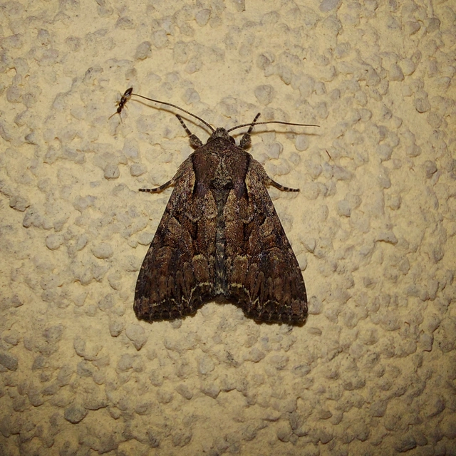Lacanobia thalassina - borbolya-kertibagoly