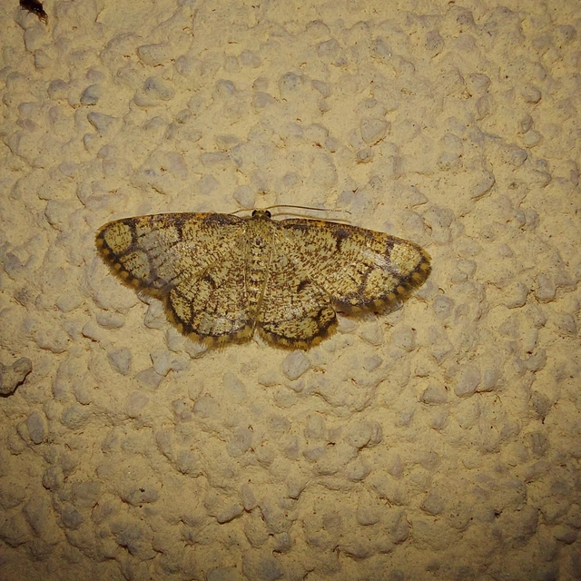 Stegania cararia - gyűrűs nyáraraszoló