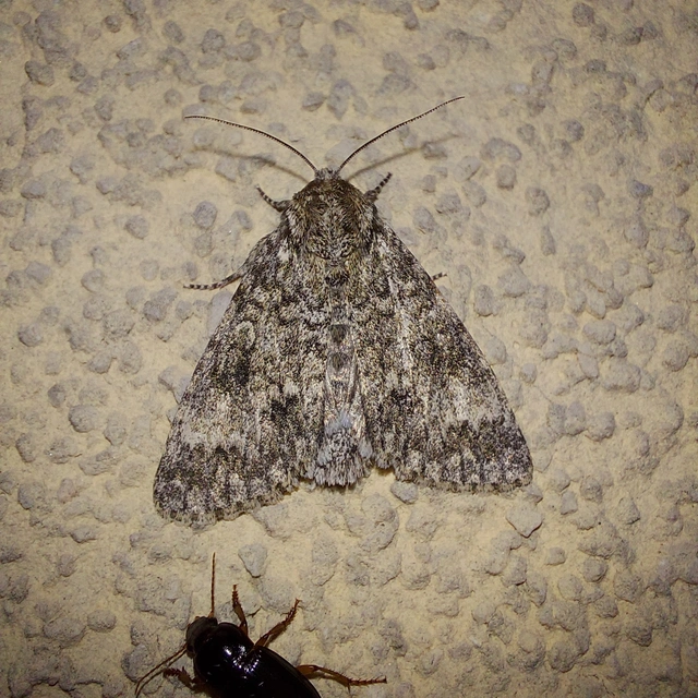 Acronicta megacephala - nagyfejű szigonyosbagoly